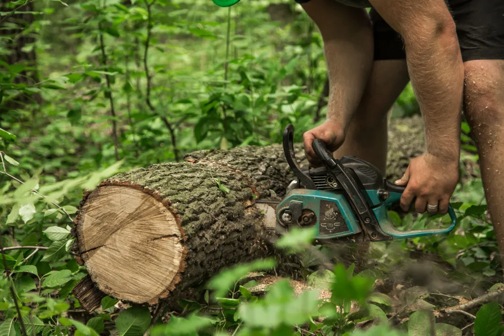 man-with-chainsaw-cuts-tree_11zon