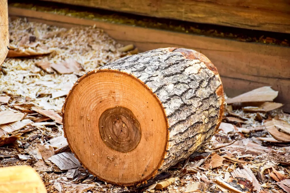 wooden-trunk-sawdust_11zon
